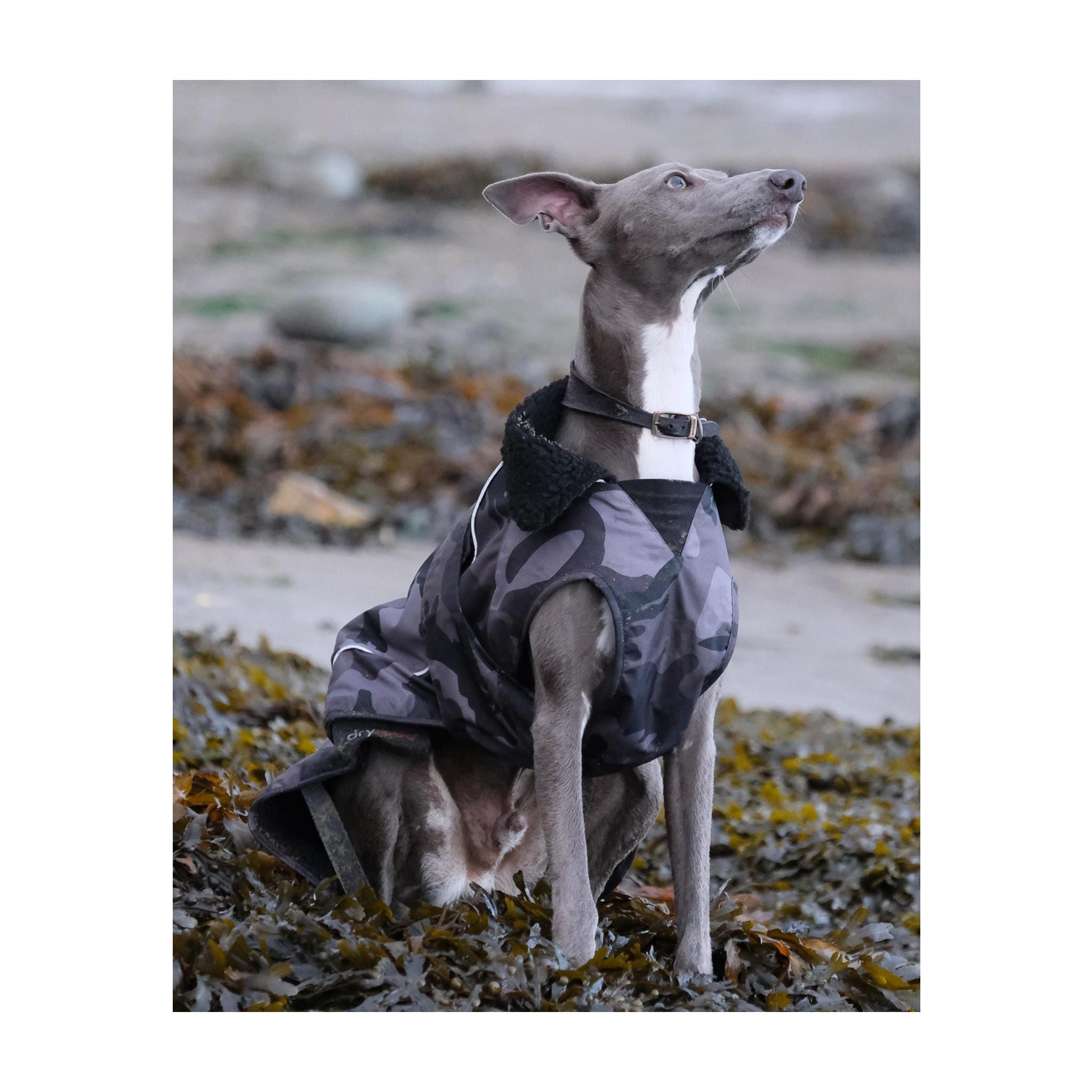 DRYROBE Dog Coat Dog coat