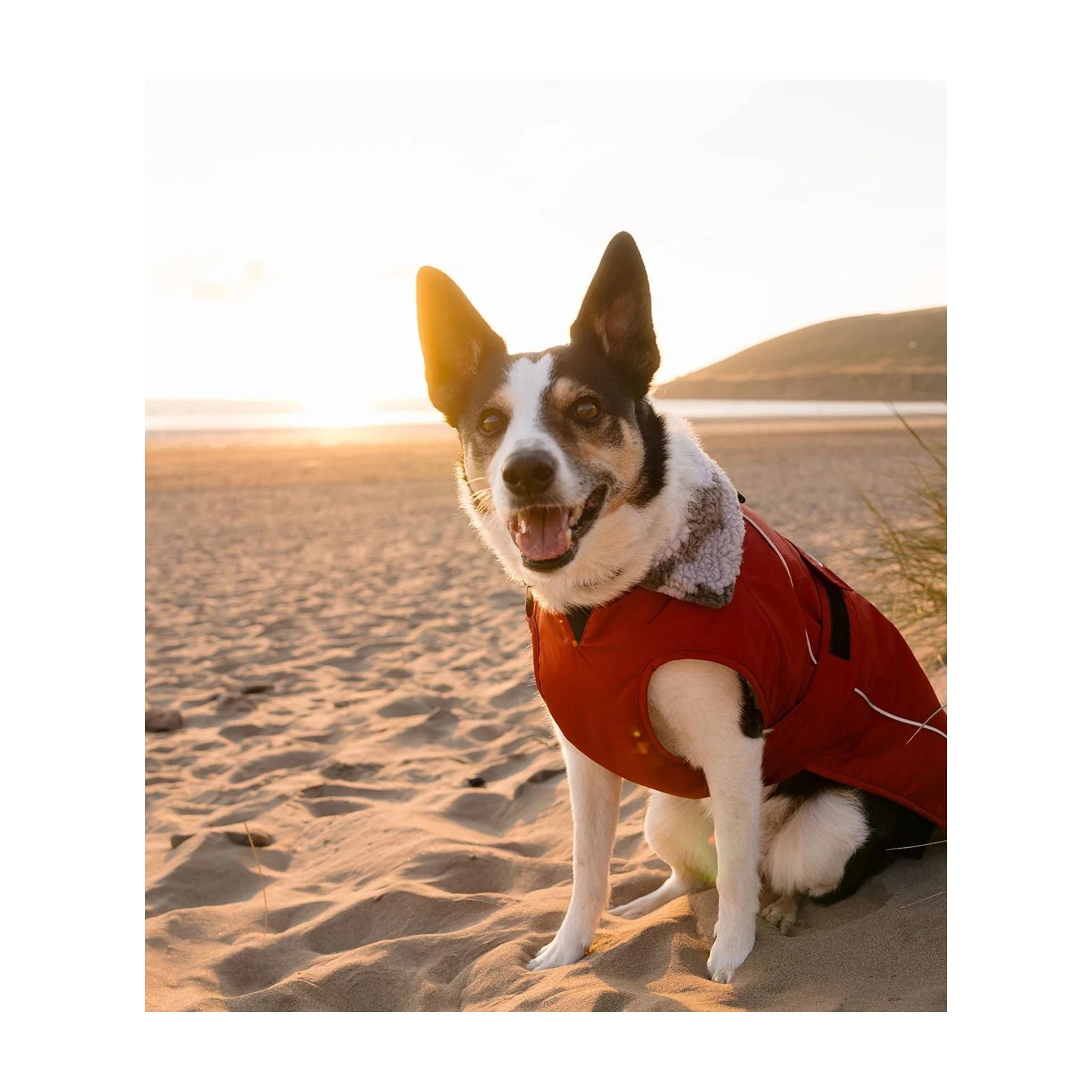DRYROBE Dog Coat. Burnt Orange. XXL Dogs