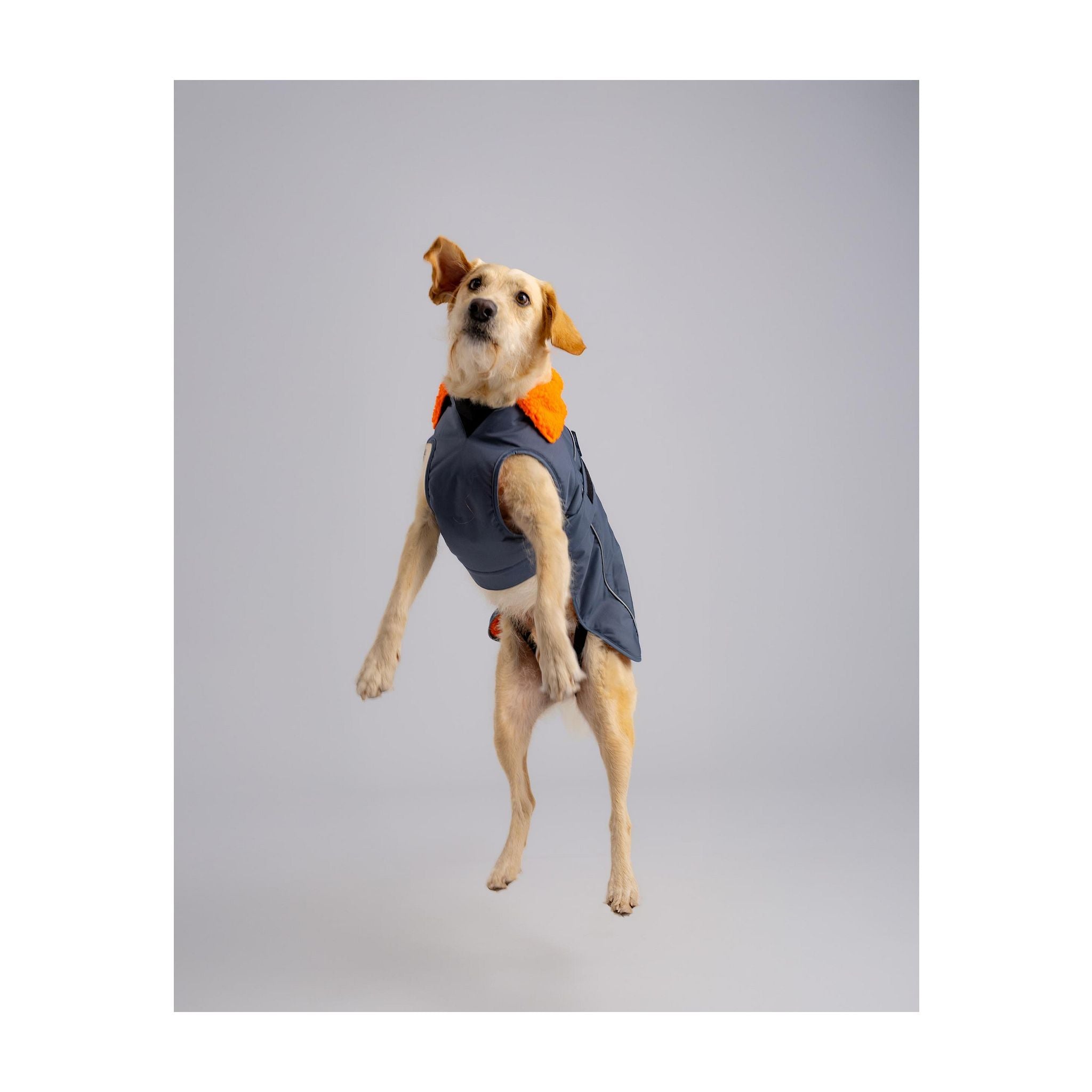 DRYROBE Dog Coat Hundemantel Dogs