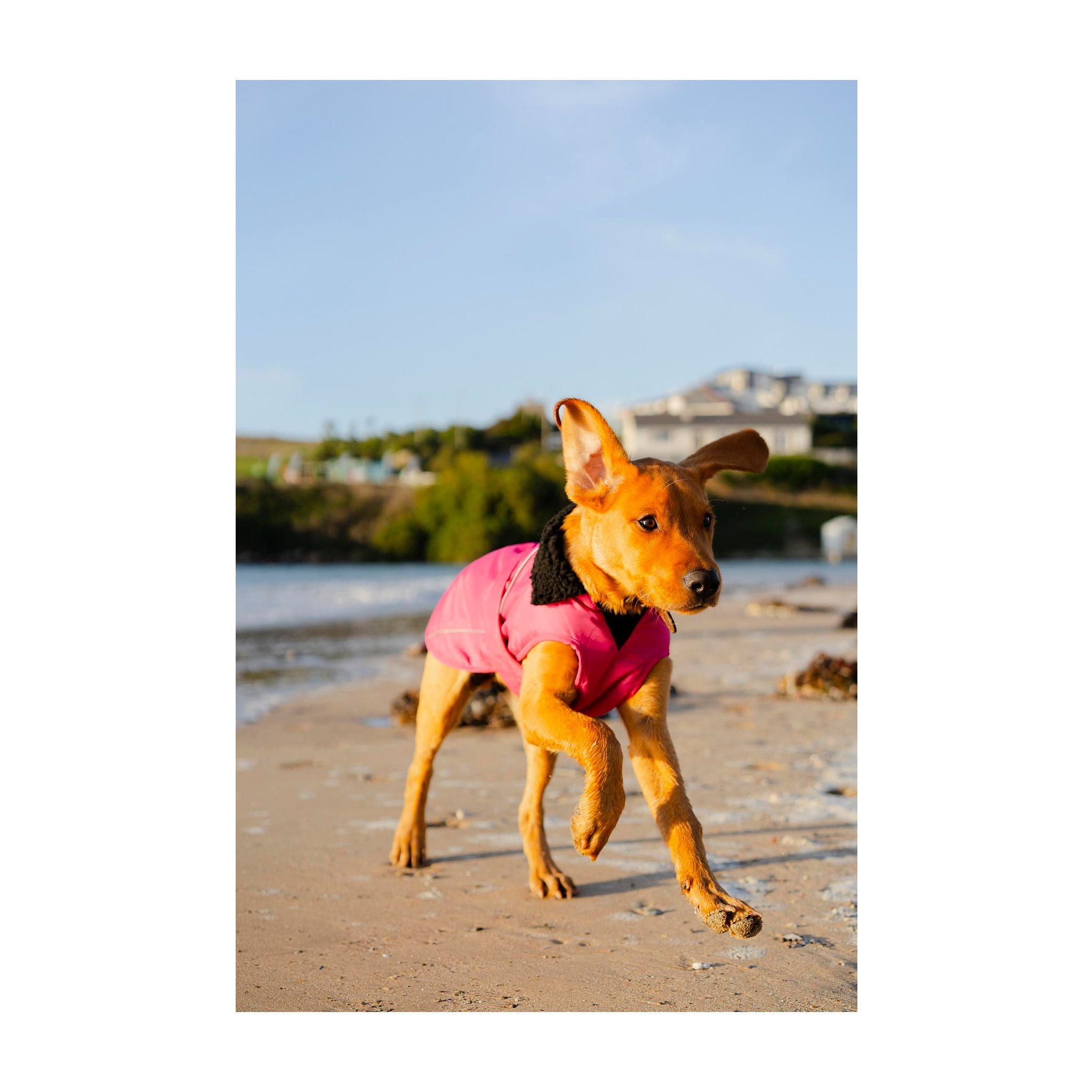 DRYROBE Dog Coat. Pink and Black. XXXL Dogs